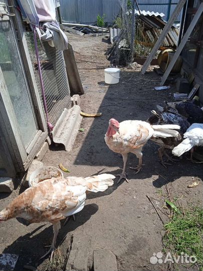 Индюки обмен или продажа