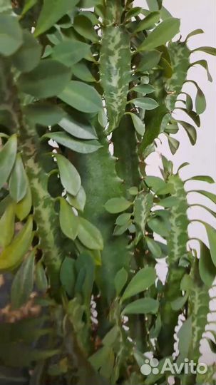 Молочай трехгранный вар