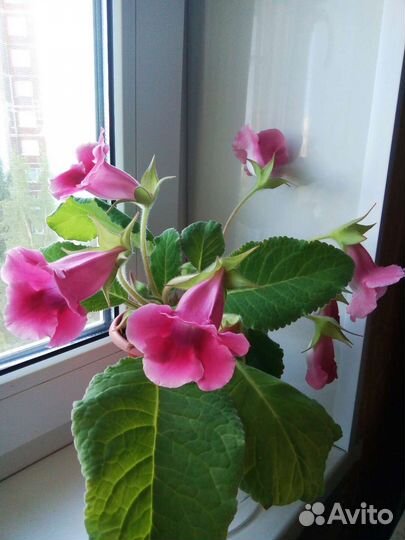 Глоксинии-листы