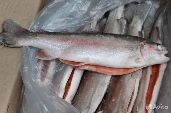 Форель радужная