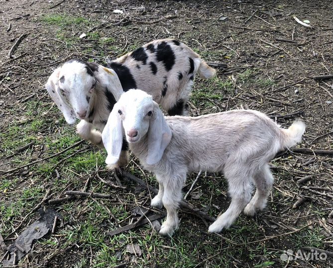 Продаются козлята, козы. Случка. Козье молоко