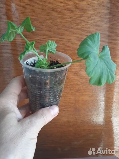 Пеларгония герань