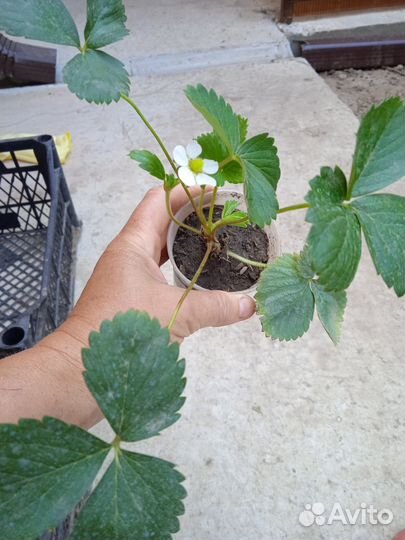 Рассада клубники Мурано