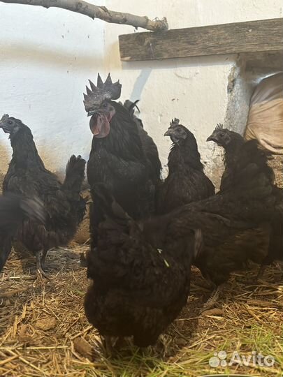 Брама куропатчатая