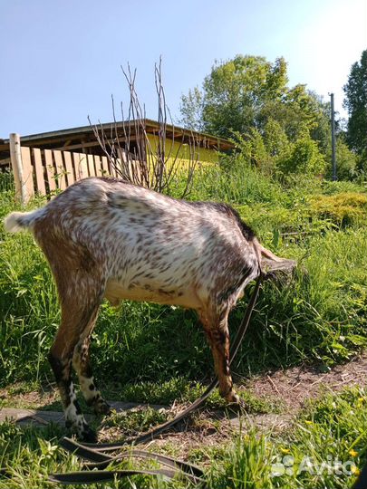 Утки,гуси,кролики,козёл