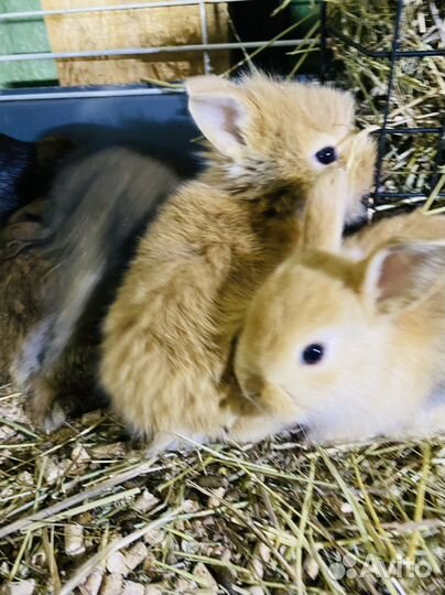 Карликовые крольчата