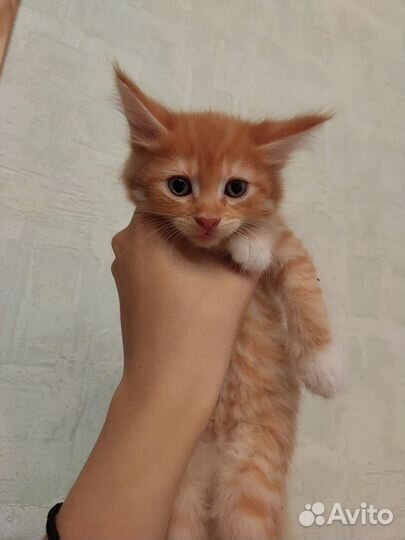 Котята мейн-кун