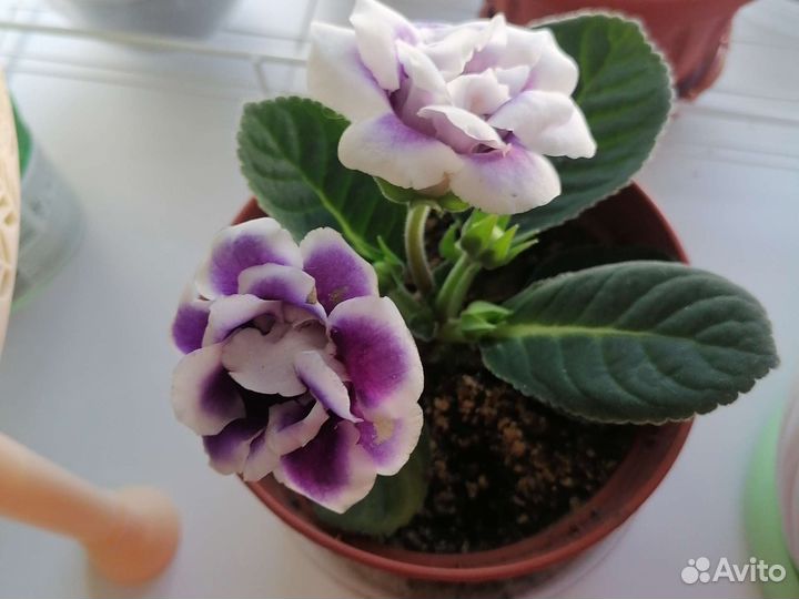 Глоксиния махровая