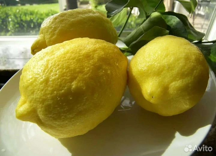 Лимон Пандероза