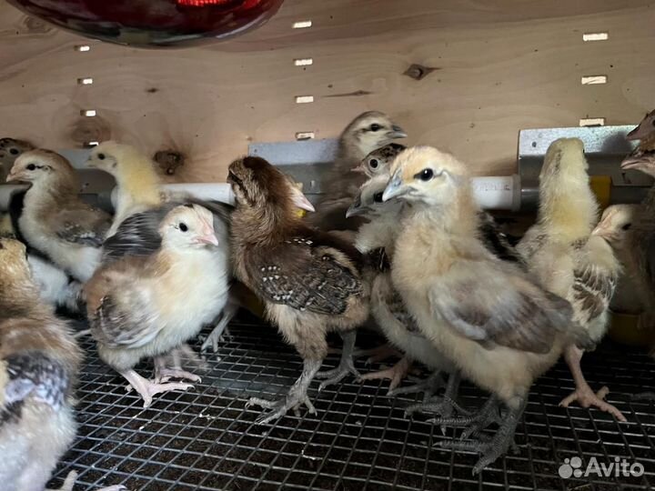 Индюшата и Цыплята