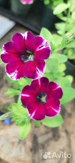 Петуния ампельная вегетативная