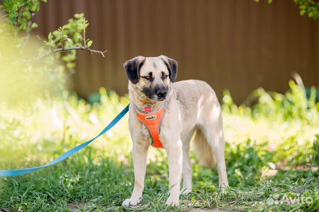 Собака Мона в добрые руки