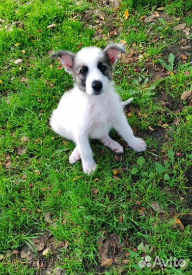 Собачка в добрые руки