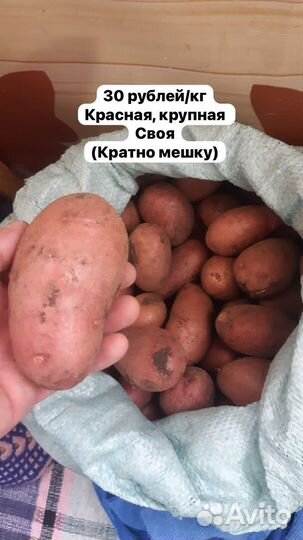Продам картофель