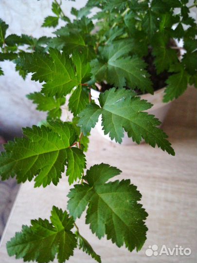 Кустарник Стефанандра Криспа надрезалистная