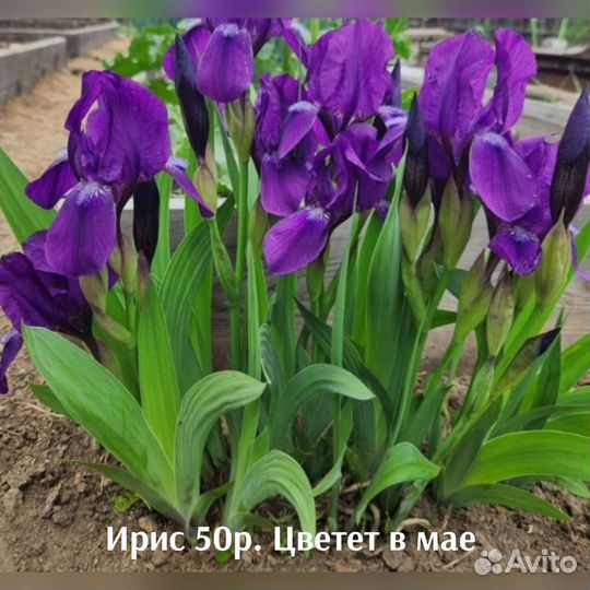 Многолетние цветы