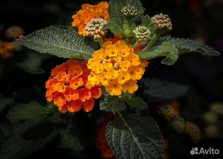 Лантана. Шлюмбергера, Декабрист, Роза