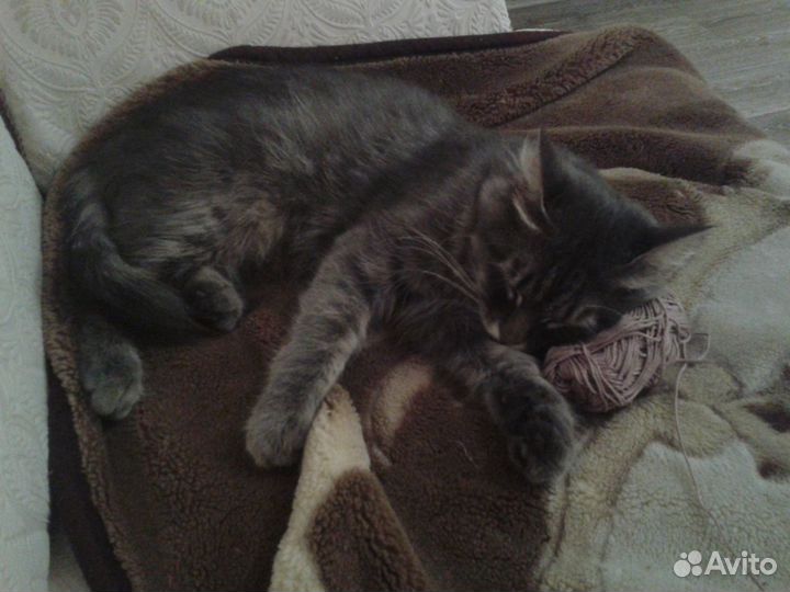 Передержка кошек