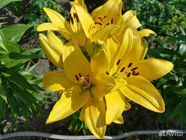 Цветы тюльпаны луковицы