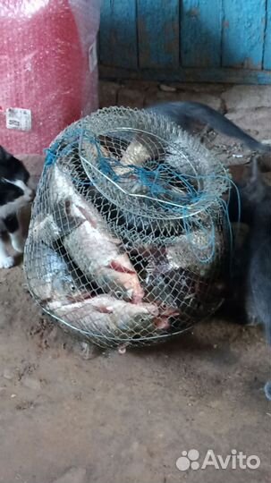 Отдых и рыбалка