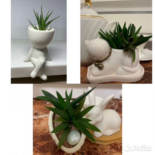 Живые суккуленты в горшочках, современно,красиво и