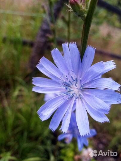 Зверобой, чага цикорий, брусника,мята и другие