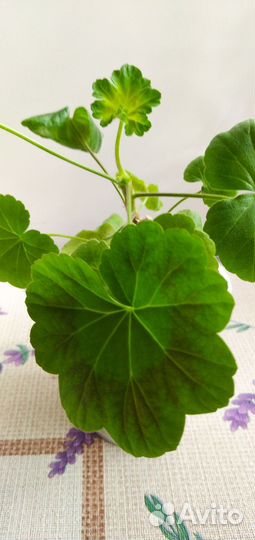 Пеларгония герань