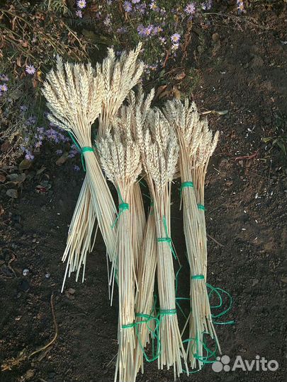 Колосья, колоски пшеницы