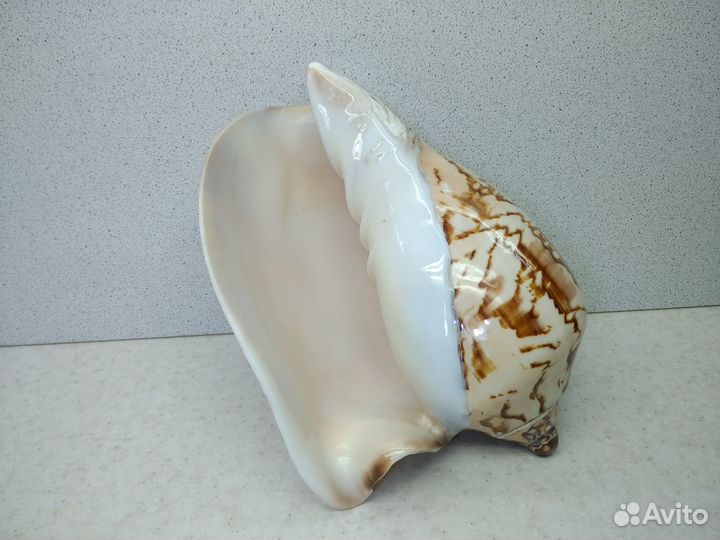 Валюта Нобилис 17,30 морская раковина