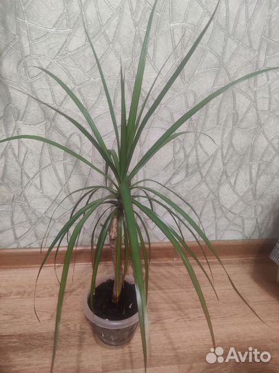 Комнатные цветы