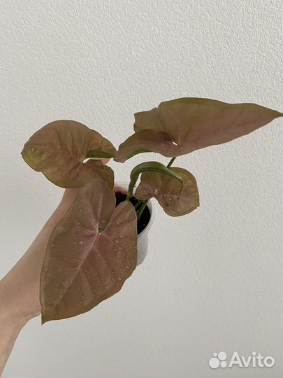 Сингониумы сортовые