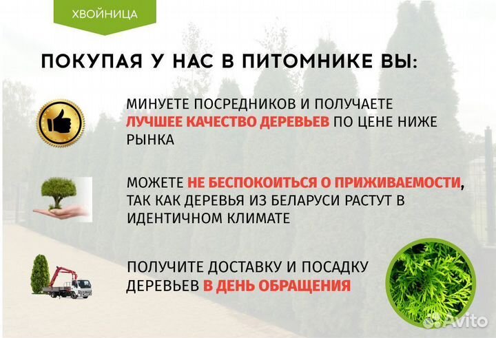 Туя Брабант 1,5 м