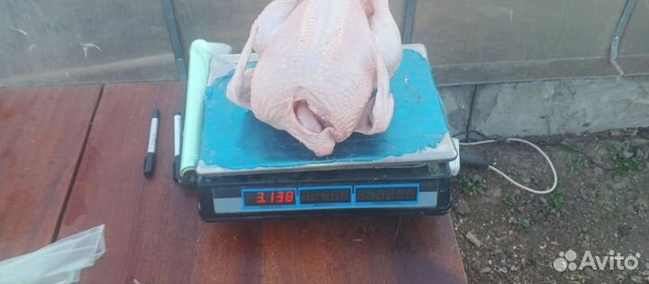 Продам мясо бройлеров