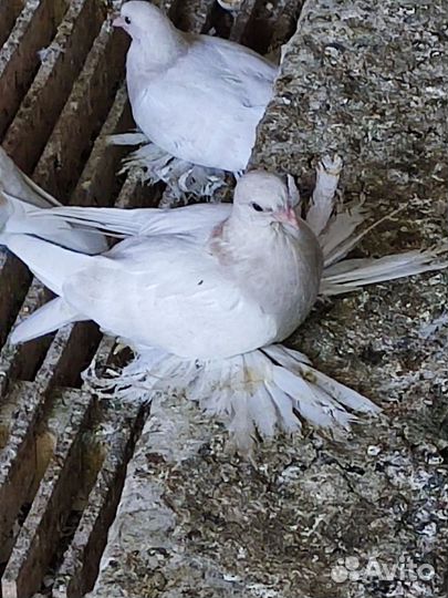 Голуби молодежь