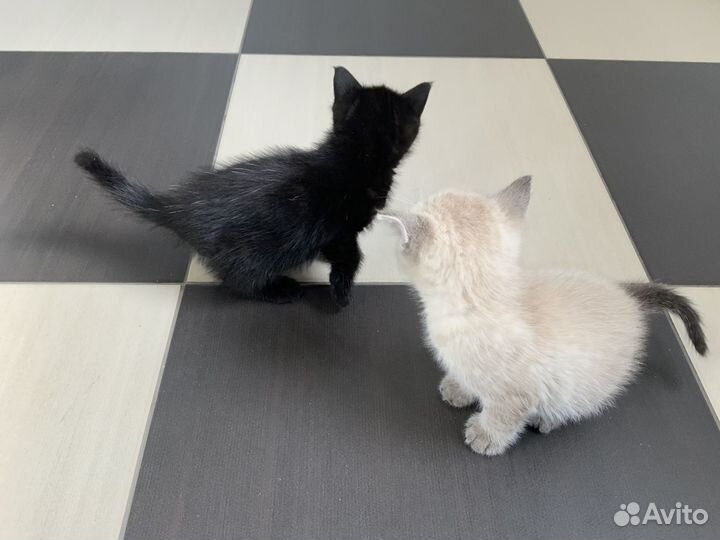 Котята бесплатно