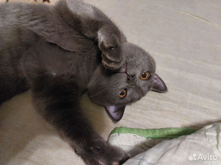 Кот ищет кошечку