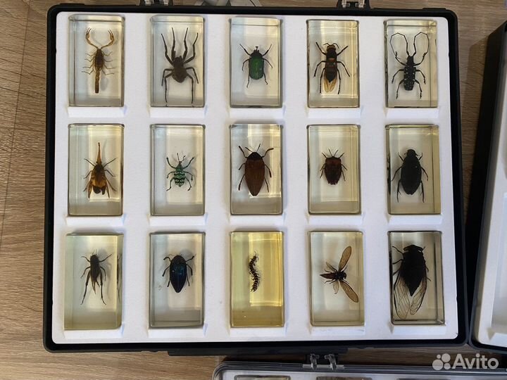 Коллекционные жуки в стекле 30 жуков и 4 шарика