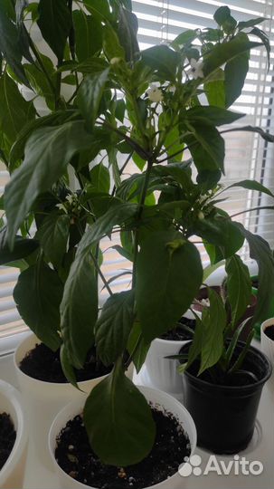 Комнатные растения