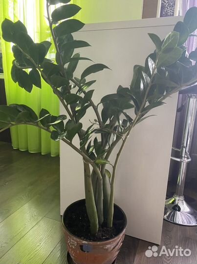 Замиокулькас