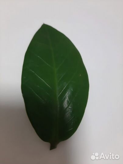 Замиокулькас набор