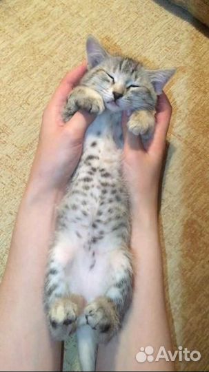 Котёнок-девочка в добрые руки