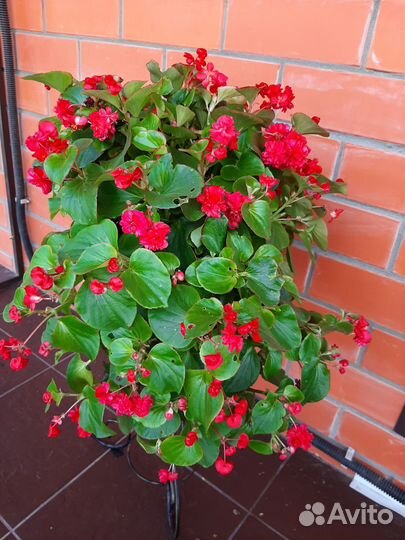 Бегонии вечноцветущие 13 сортов