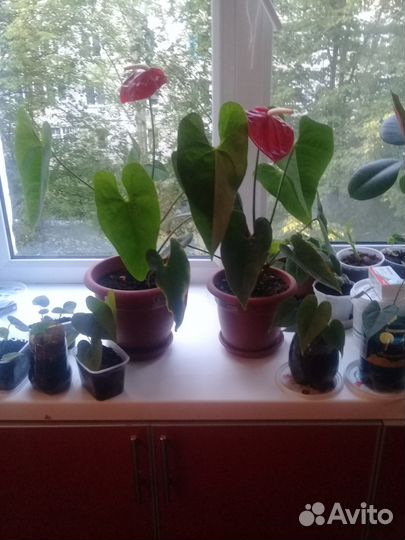 Продаю цветы