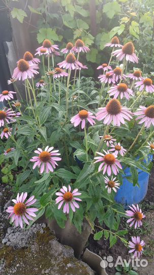 Продаются излишки цветов