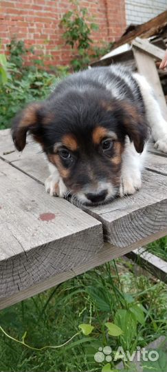 Невероятной красоты девочка, 2.5 мес