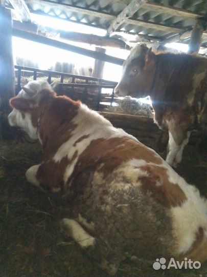 Быки на мясо