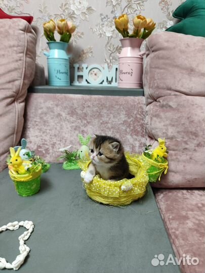 Котенок золотой шиншиллы