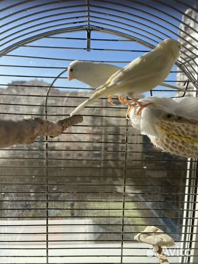 Кенара и канарейка