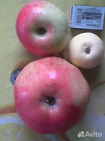 Продам саженцы яблонь 2-3летки