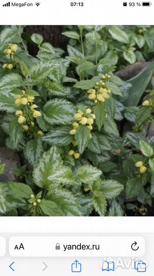 Яснотка многолетняя